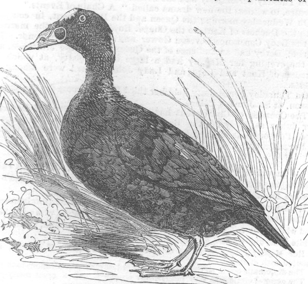 Great-billed or Surf Scoter